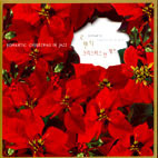 [중고] V.A. / Romantic Christmas In Jazz (2CD/홍보용)
